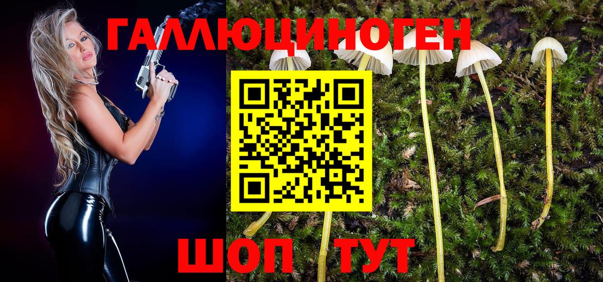 Галлюциногенные грибы Psilocybine cubensis Кохма