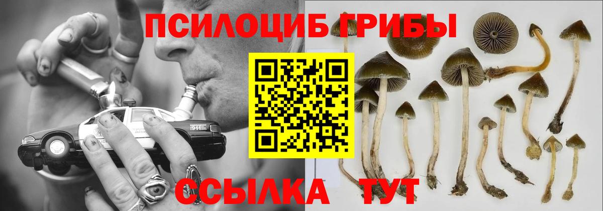 Кохма  Галлюциногенные грибы Psilocybine cubensis  Вход с VPN 
